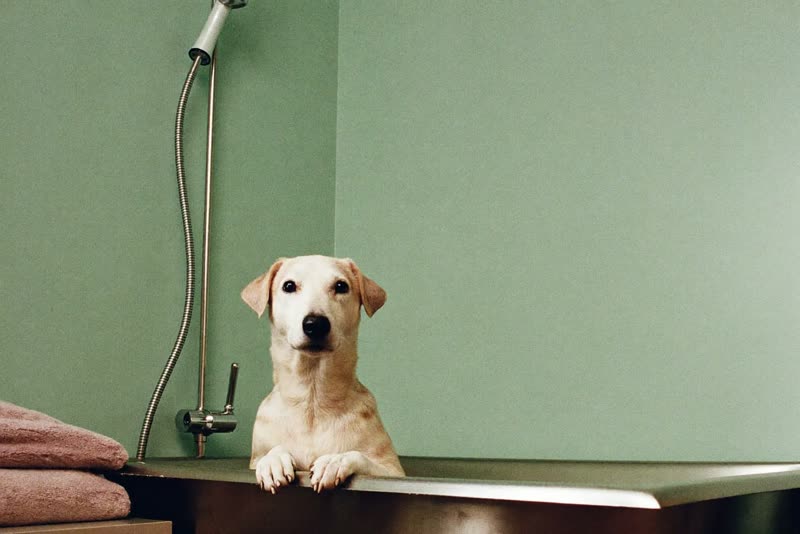 A grooming room corner with a bathing tub, hand shower and folded towels
