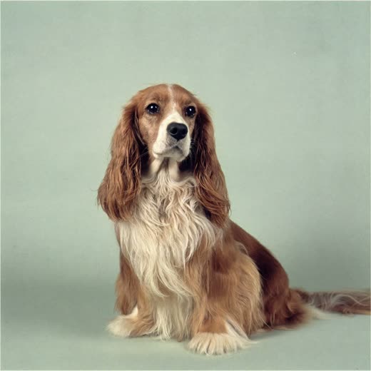 A spaniel with a brushed, glossy coat against a plain backdrop