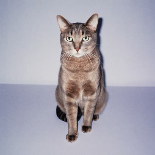 A calm, well-groomed cat against a plain backdrop
